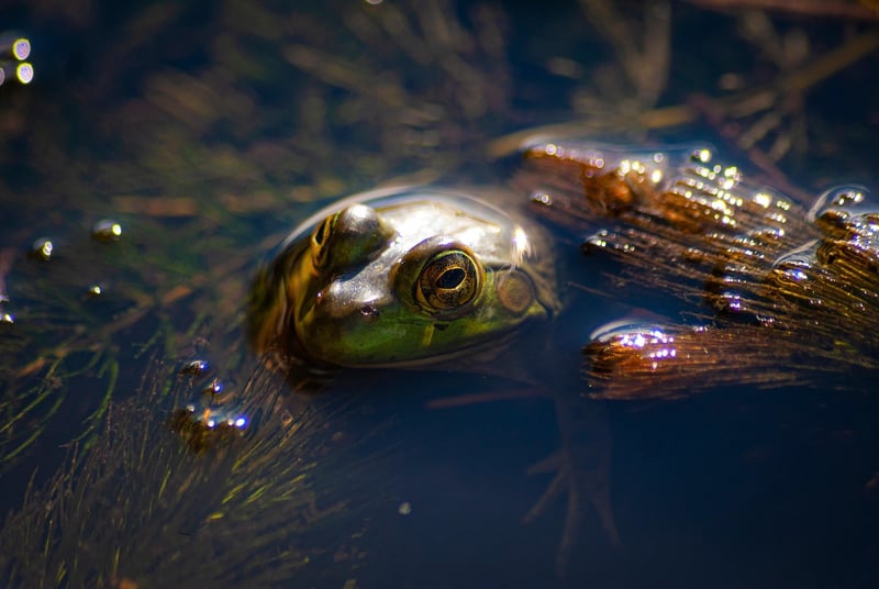 Pantanal, Brazil